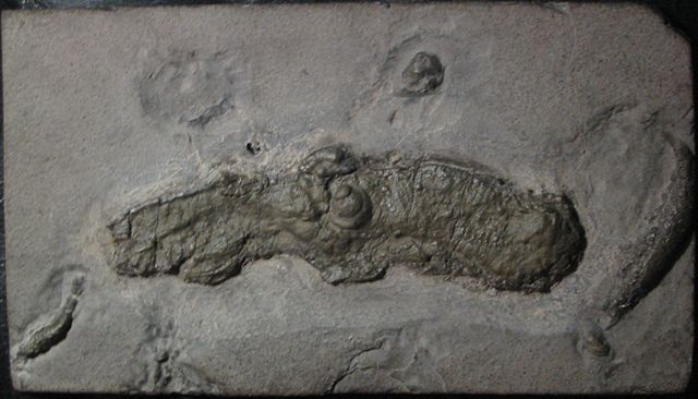 fossil vampire squid