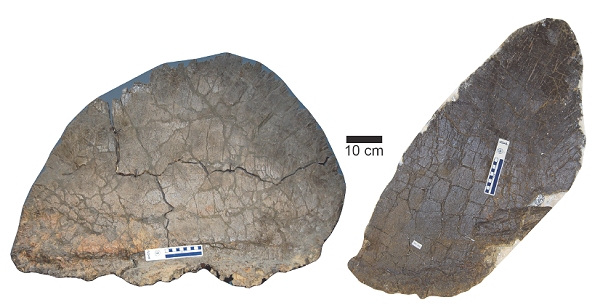 Male and female stegosaur plates