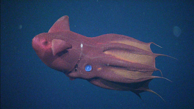 vampire squid underwater