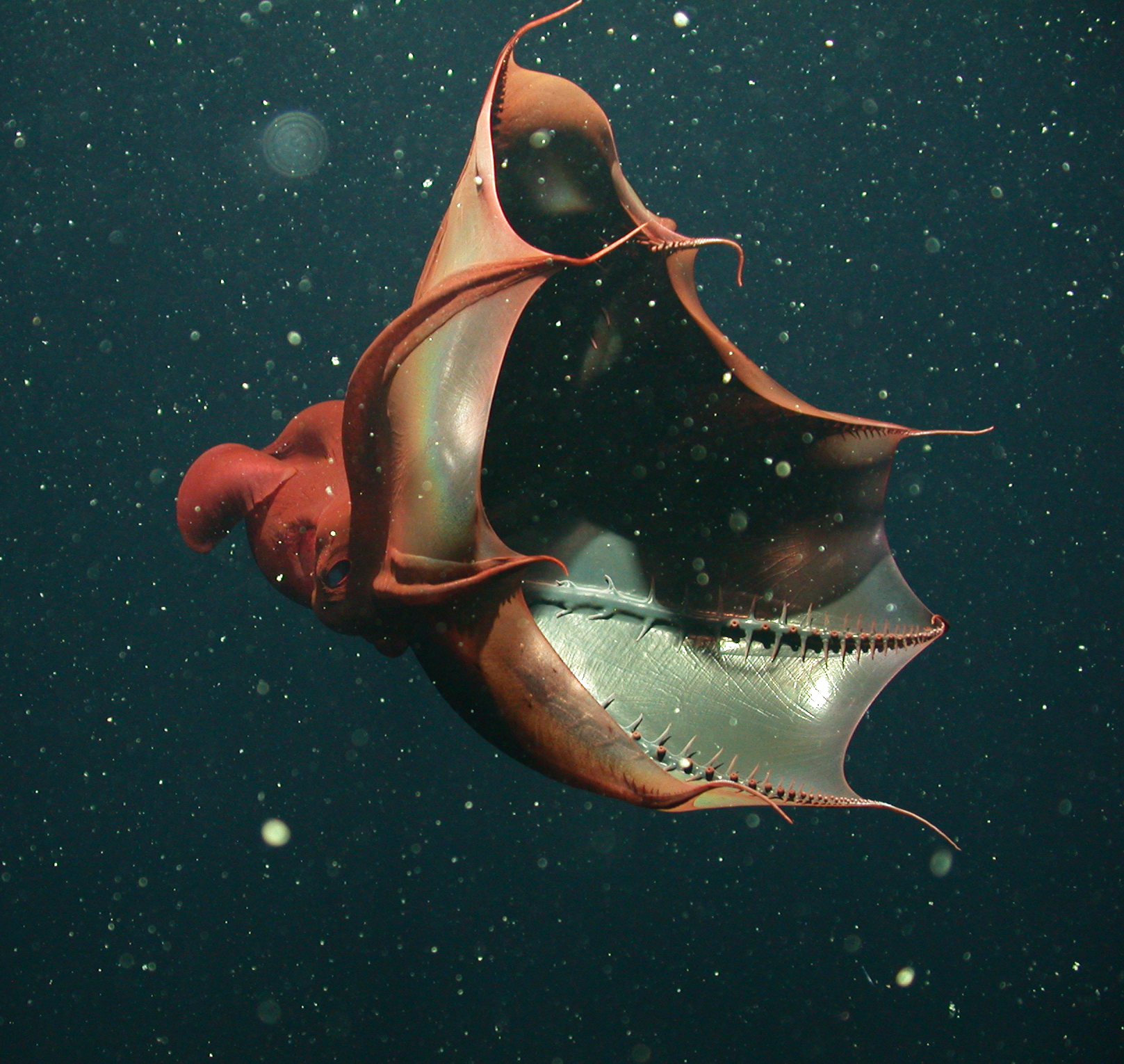 vampire squid showing soft "spines"
