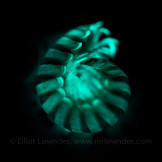 bioluminescent millipede