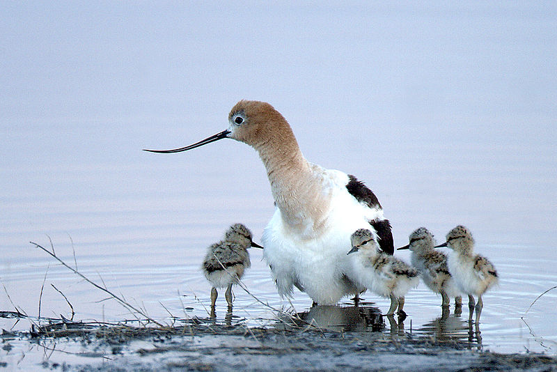 Local birds like this American Avocet breed in the Bay Area while other species only spend part of the year here. (Barbara Wheeler/Wikimedia Commons)