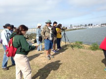 Recreational bird watchers contribute to the bird database on eBird which scientists then use. The Bird Safari last weekend at Crown Beach posted their list of birds to eBird. (Sharol Nelson-Embry)