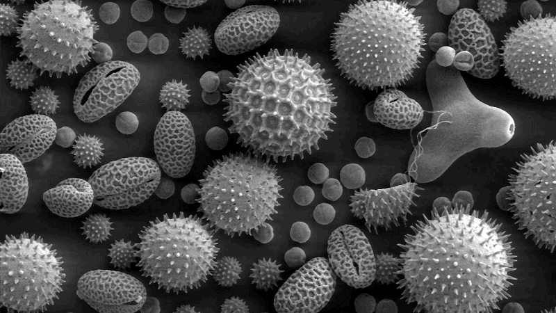 Mixed pollen  grains