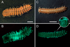more toxic millipede glows brighter
