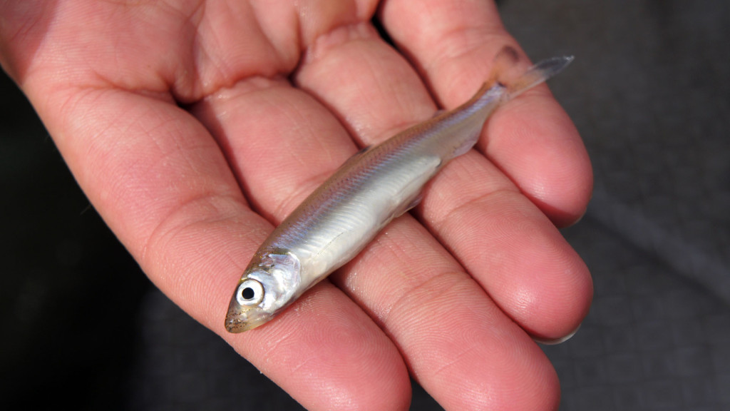 A Delta smelt caught during a spring survey. Biologists warn the fish is close to extinction. (Lauren Sommer/KQED)