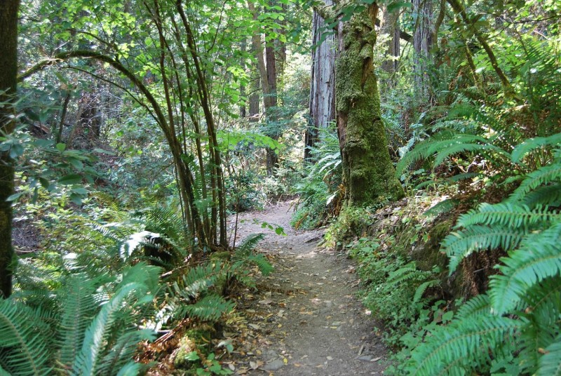 View up the Pioneer Tree trail. Many Bay Area redwood groves are found on hilly terrain like this, which provides a  different ecosystem than the floodplains that host some more northern coast redwoods. 