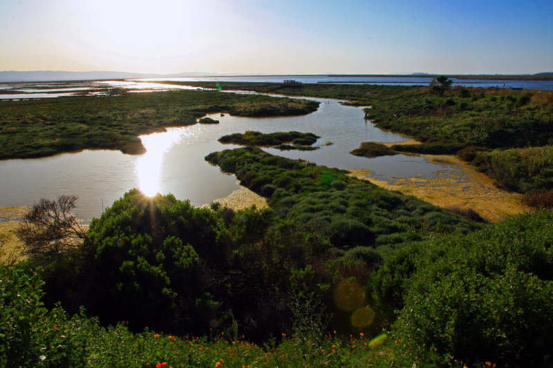 Walking through the tidal marshes at the Don Edwards SF Bay National Wildlife Refuge.