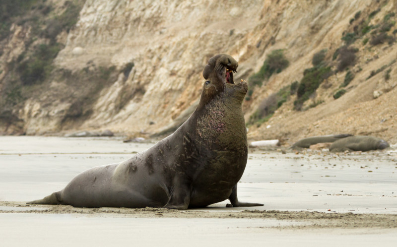 A northern elephant seal along the California coast. Elephant seals come out of the water to molt between May and July and to breed between December and April.
