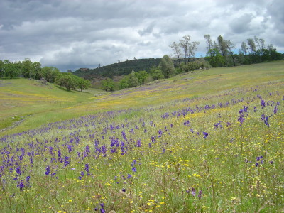 A wildflower grassland in McLaughlin Natural Reserve. The new studies suggest grasslands are losing wildflower diversity with climate change.