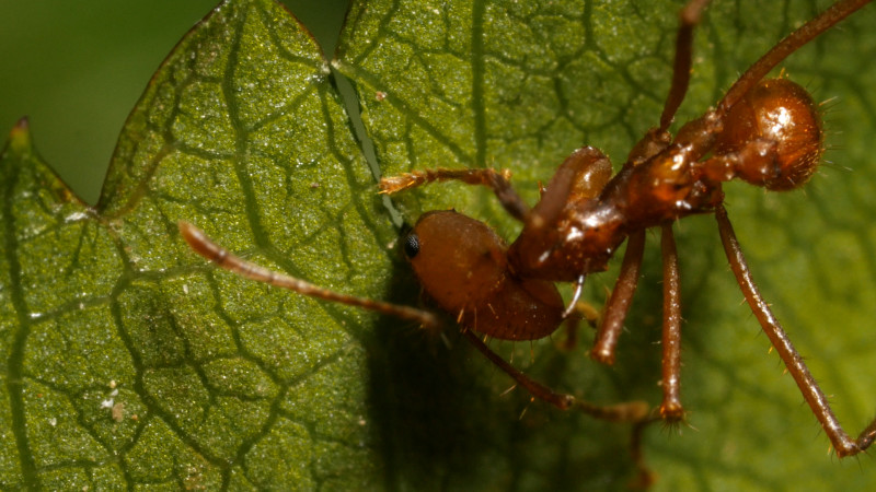 Leafcutter ants use their mandibles to quickly cut leaf pieces.