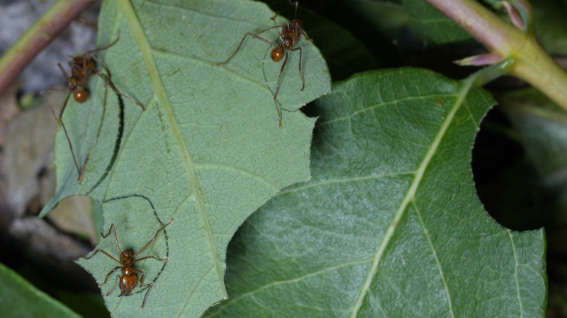 Leafcutter ants need so many leaves to keep their fungus farms going that they're considered agricultural pests. 