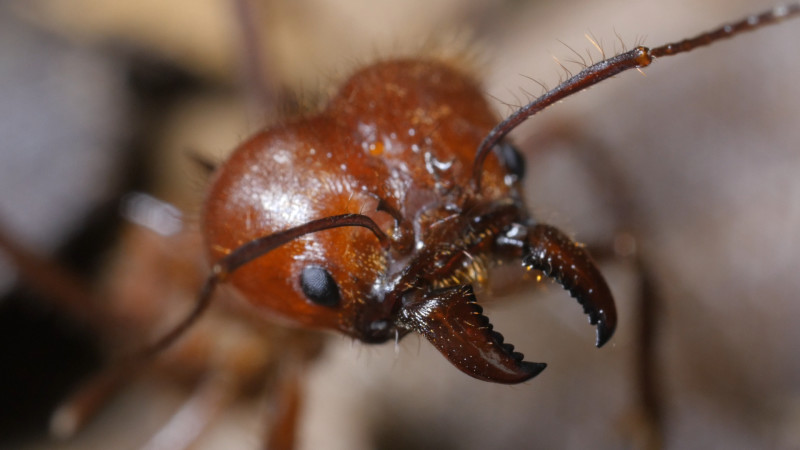 Soldier ants protect leafcutter colonies from ants that try to steal their larvae.