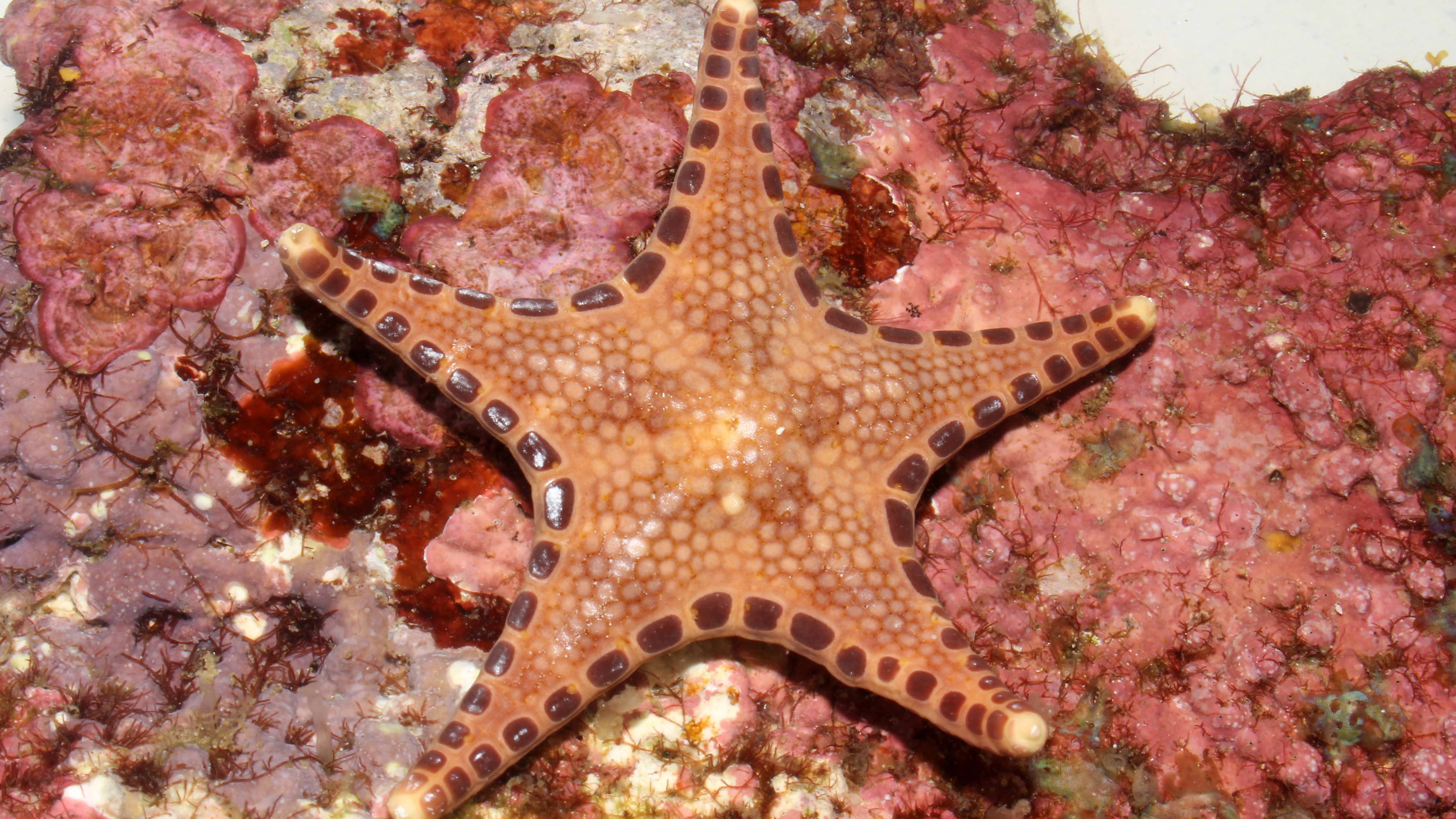 One of the new species found in the Verde Island Passage, a seastar identified to be among the Neoferdina genus. (California Academy of Sciences)
