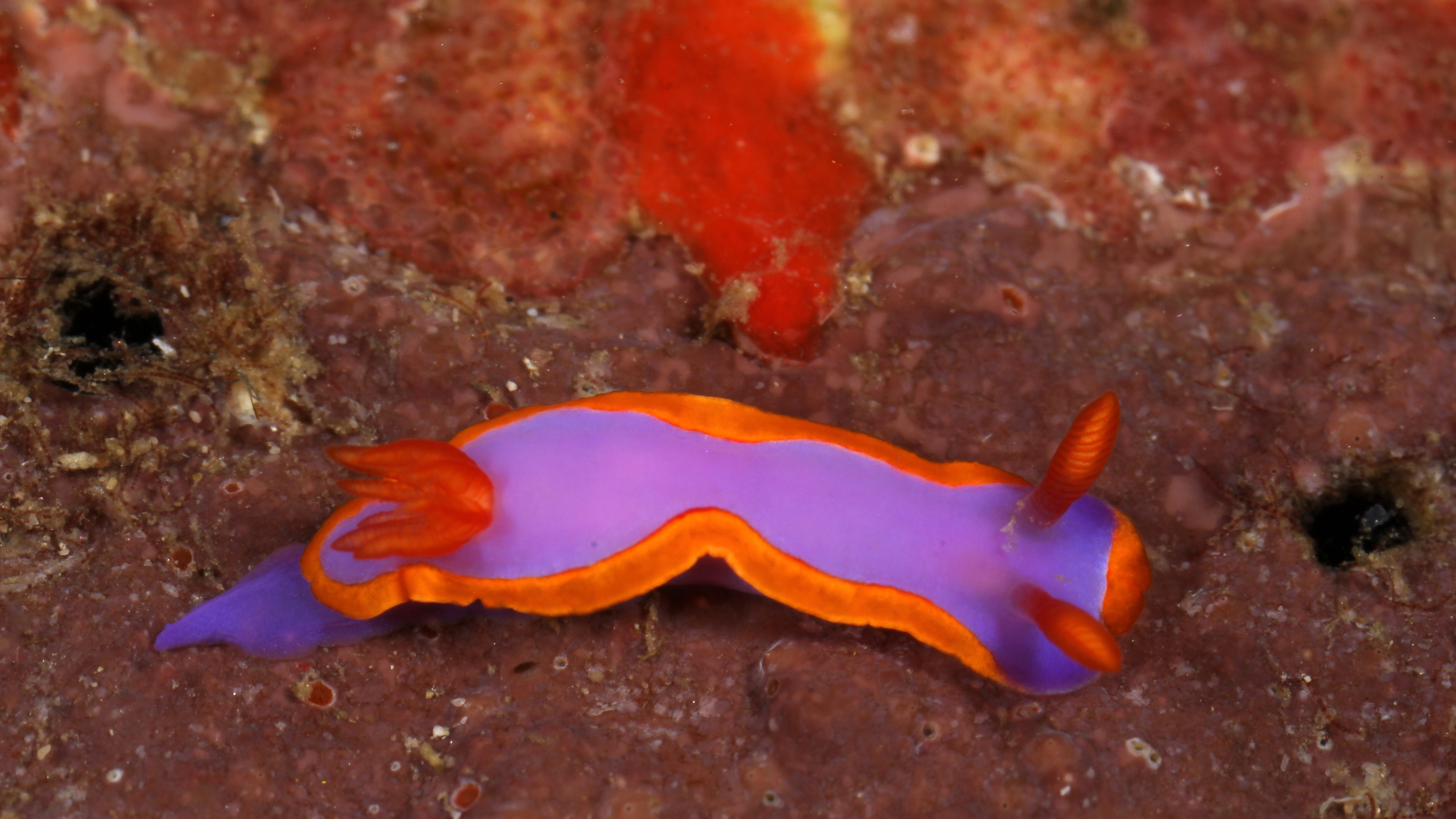 Thorunna genus, one of the 40 new varieties of sea slugs, colorful nudibranchs with poisonous adaptations.  (California Academy of Sciences)