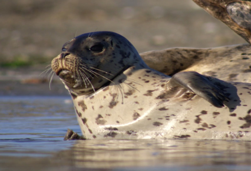 Harbor seals emerge out of the water to rest or breed along the shores of the expansion area of Gulf of the Farallones National Marine Sanctuary.