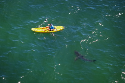 A great white shark approaches a kayaker. Although the total number of shark bites has increased since 1950, the individual risk has fallen by 91 percent.