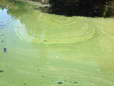 Cyanobacteria grows quickly creating pea-green, soupy-looking water like this. It can also look like thick matts of surface algae and smell bad. (Hal Maclean/East Bay Regional Park District)