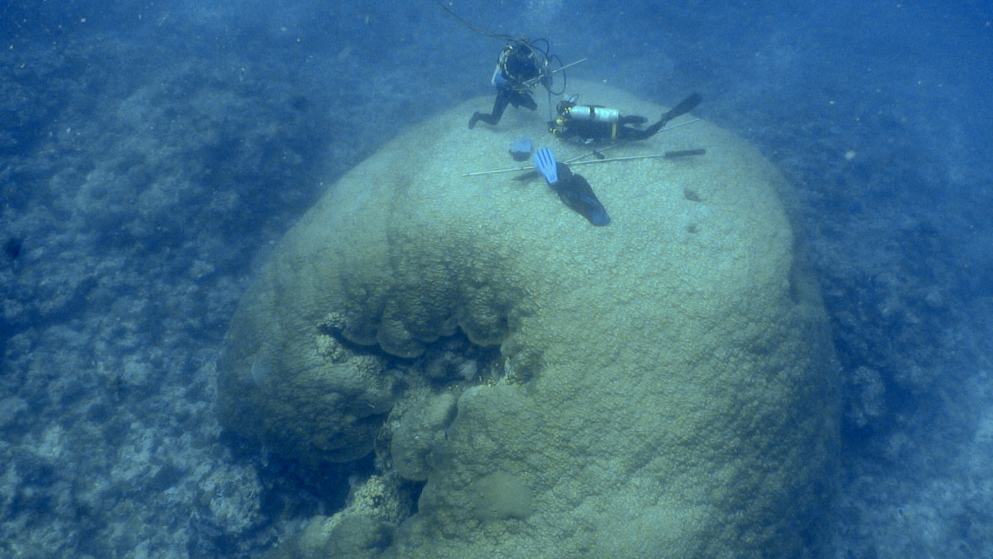 Researchers taking a core sample from a mature Porites lutea coral in American Samoa. 