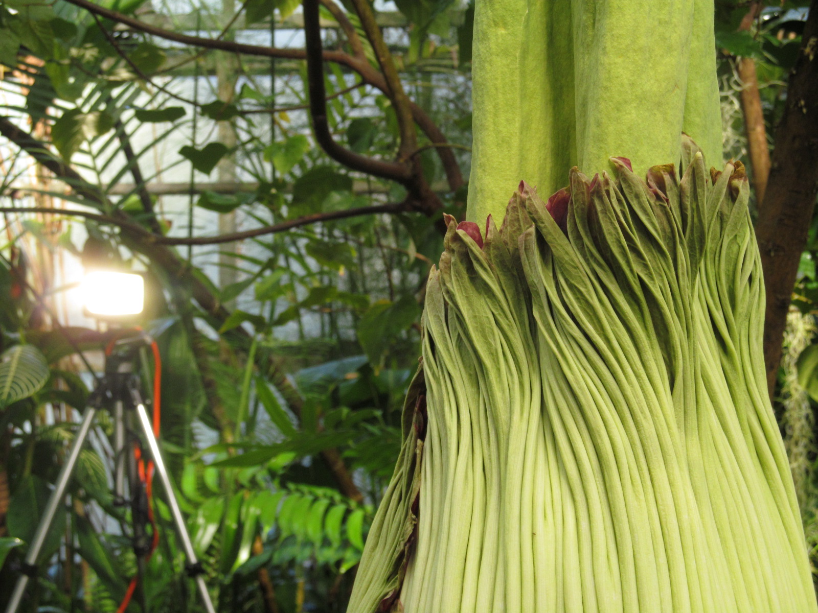 Trudy the corpse flower is showing signs that a bloom (and its distinctive odor of rotten flesh) is imminent. The botanical garden is collaborating with private photographers to capture time-lapse images of the event.