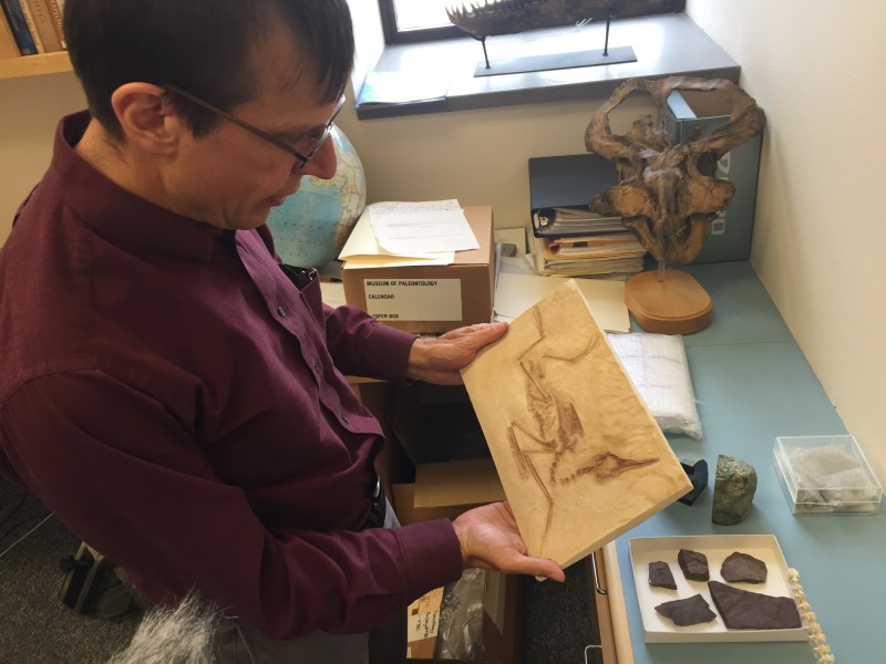 Charles Marshall looks at a cast of a bird related to puffins and the Great Auk, found in southern California’s Monterey Formation.