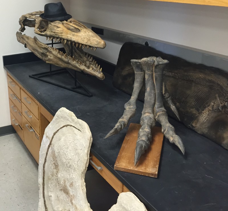 A relative to the present day Komodo dragon, the owner of this skull (left) sported flippers and could grow more than 20 feet long. To the right in Charles Marshall's lab sits an Allosaurus foot.
