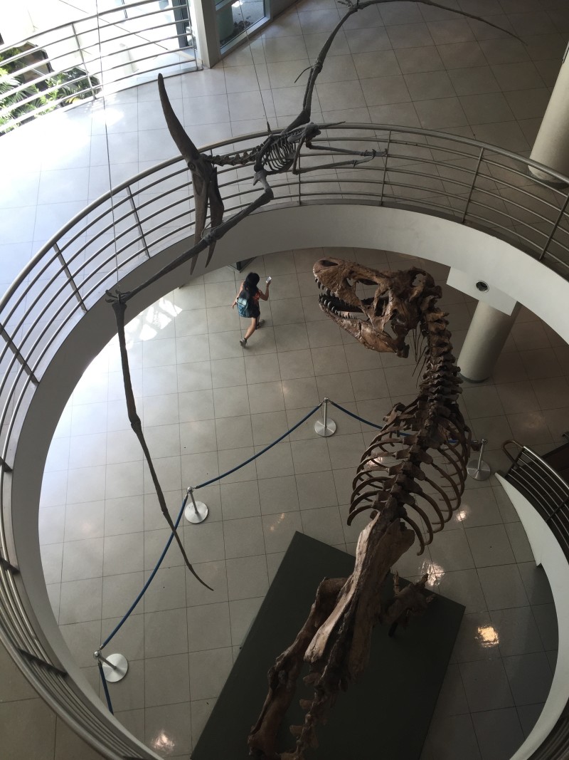 A fossilized Pteranodon swoops above Tyrannosaurus rex at the University of California Museum of Paleontology in Berkeley.