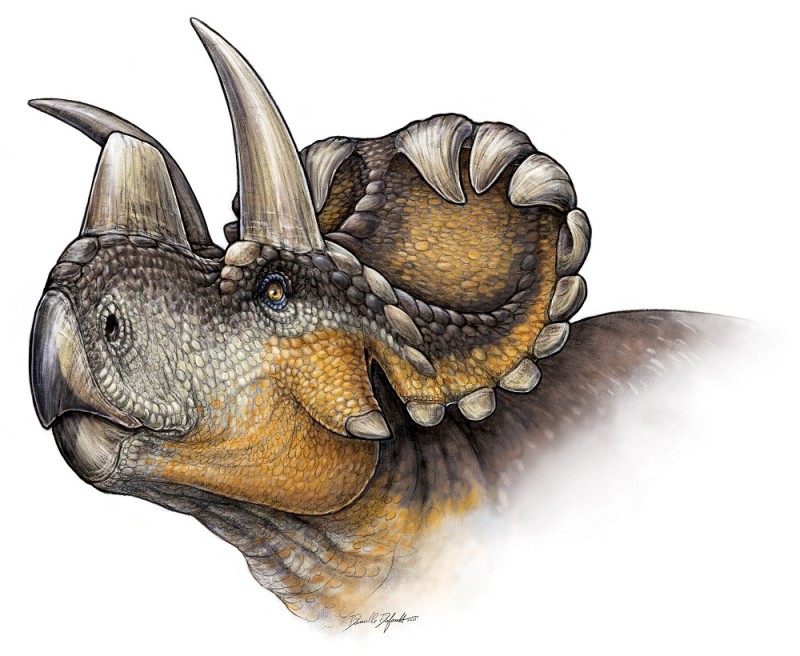 Head of Wendiceratops