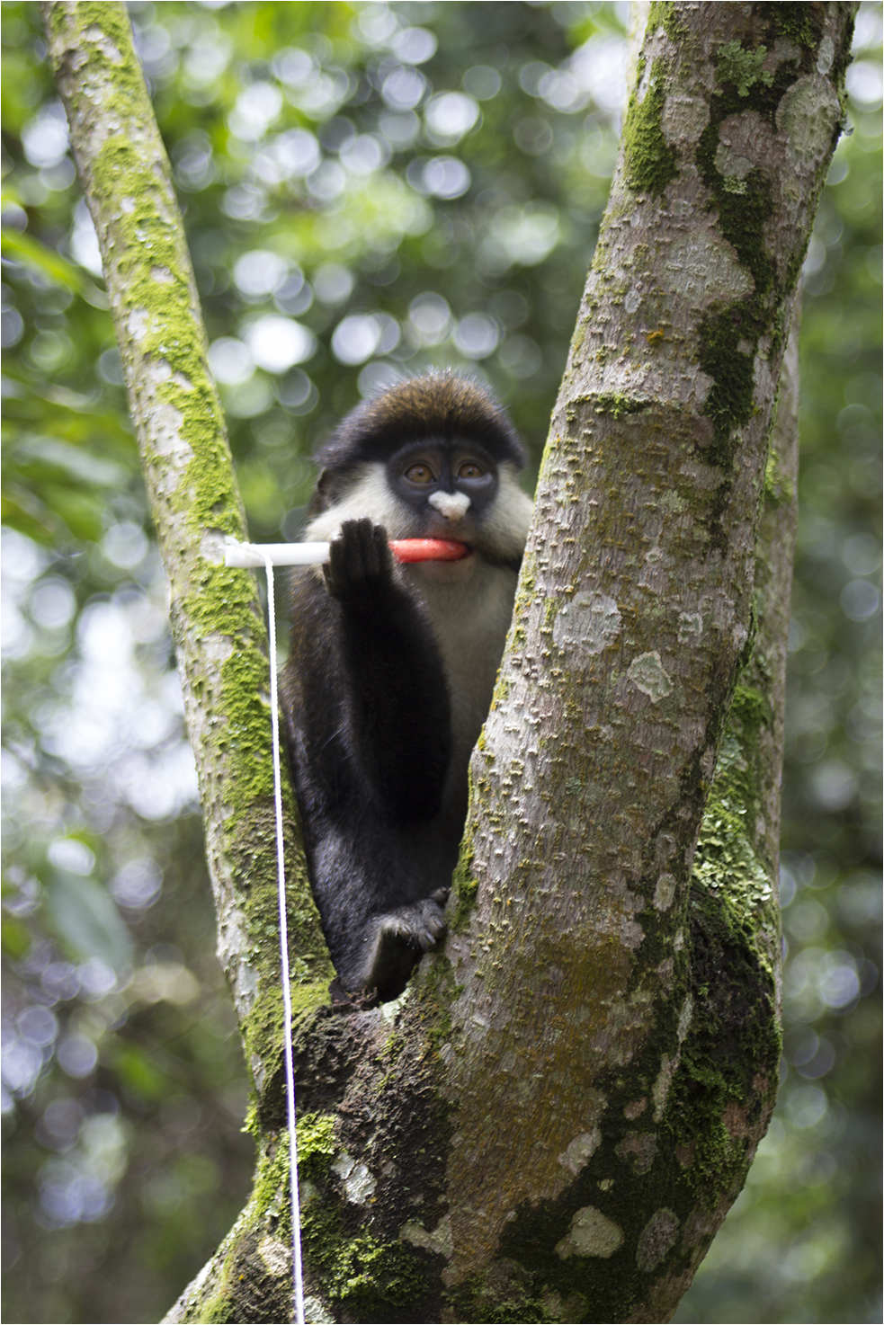 Red-tailed guenon in Bwindi Impenetrable Forest, Uganda. (T. Smiley Evans/UC Davis)