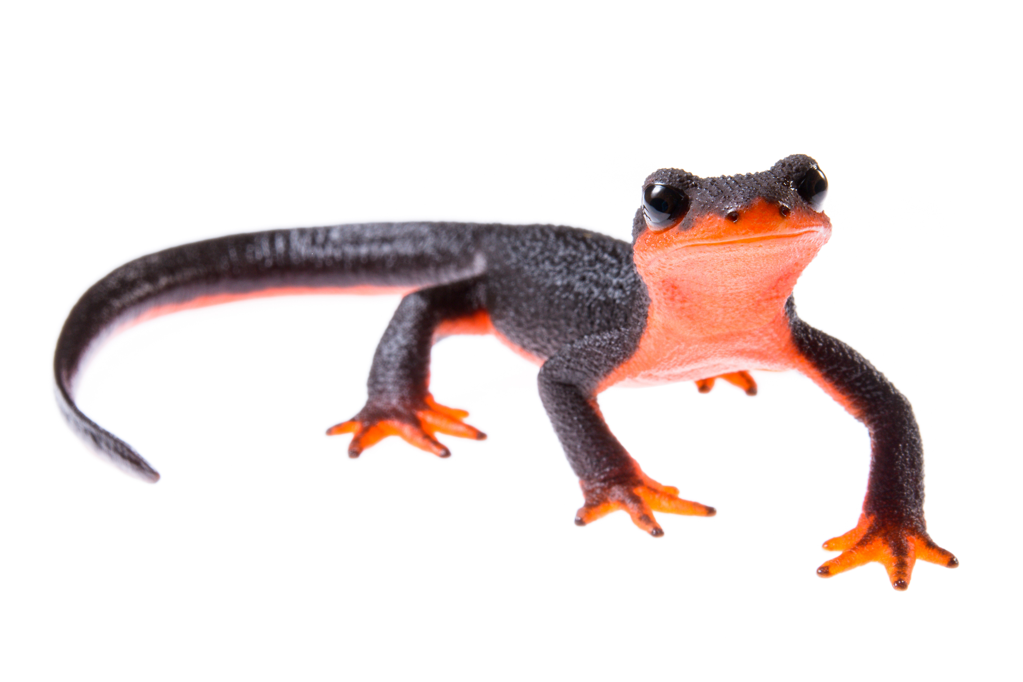 The red-bellied newt, common along the coast in northern California, migrates from upland areas to breed in streams in the spring. It is one of hundreds of species of salamanders endemic to North America threatened by an emerging infectious pathogen.
