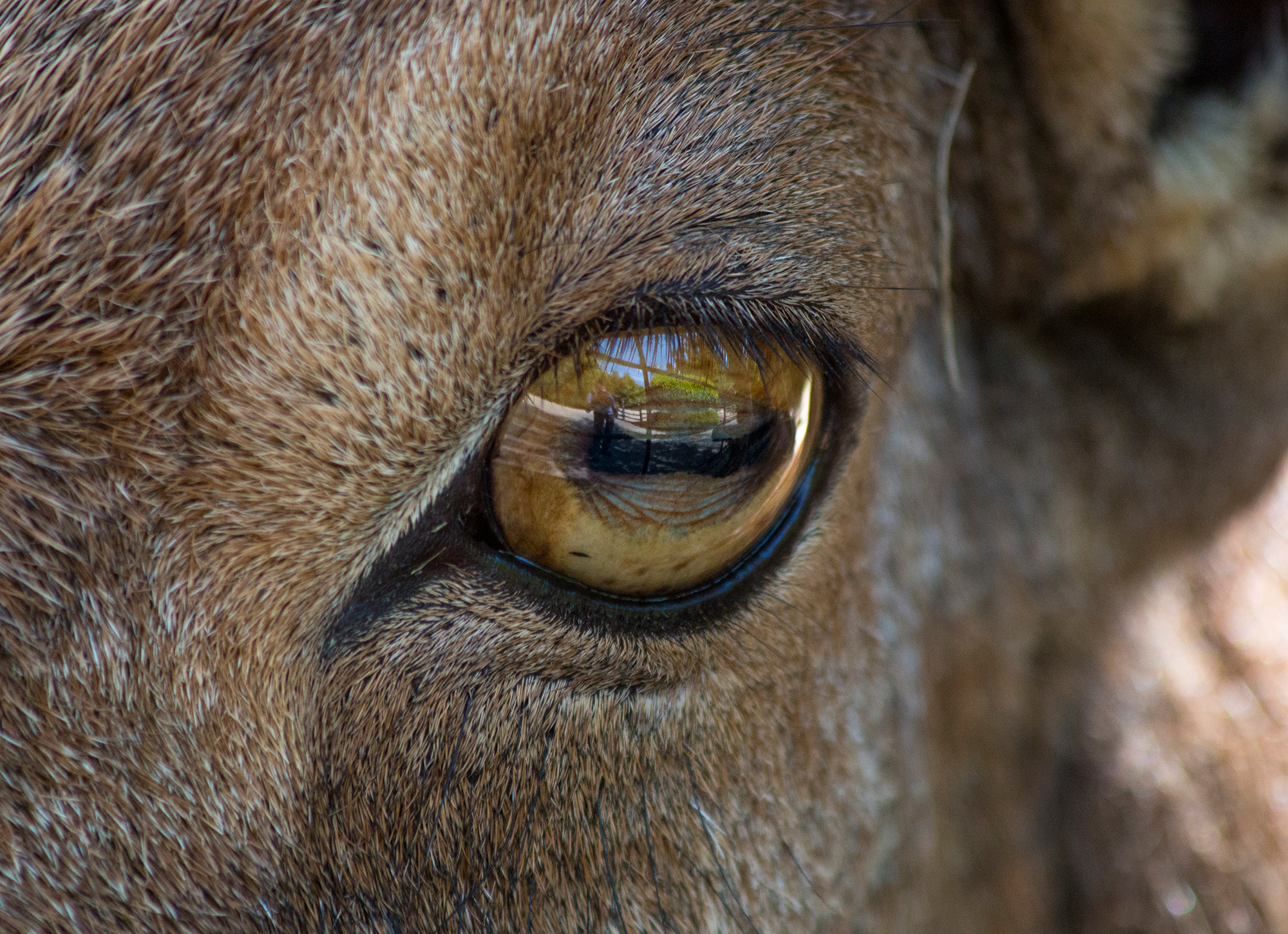 Barbary sheep, like many other grazing prey animals, have horizontal pupils and eyes on the side of their heads.
