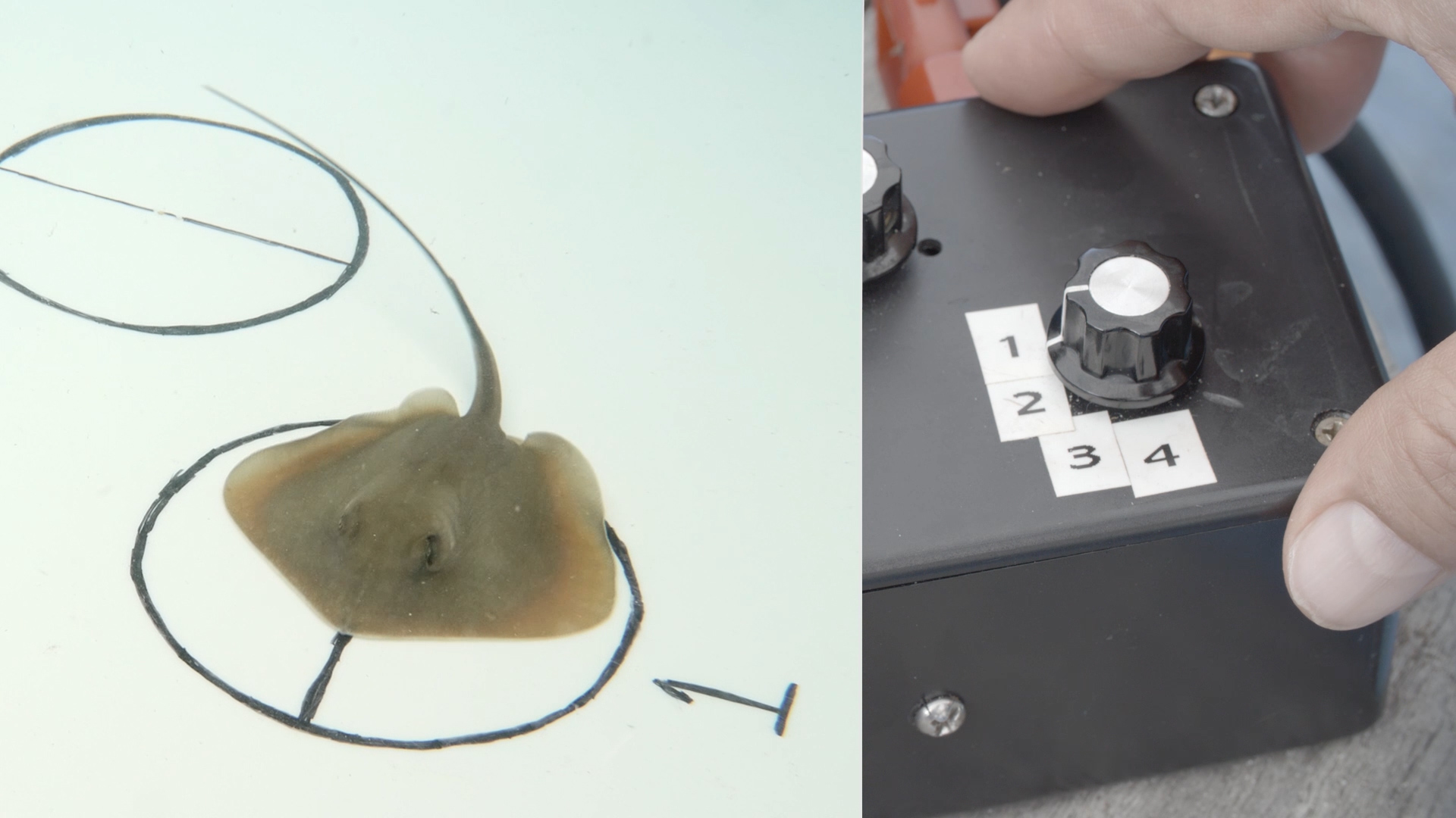 The white plate seen on the left has electric dipoles distributed across its surface. Dr. Kajiura can control the dipoles to test rays' responses to prey-simulating electric fields.