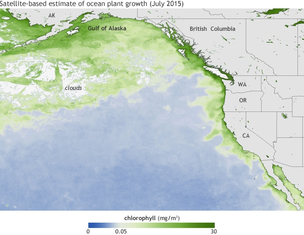 Average chlorophyll concentrations (in milligrams per cubic meter of water) in July 2015. The darkest green areas have the highest surface chlorophyll concentrations and the largest amounts of phytoplankton—including both toxic and harmless species. 