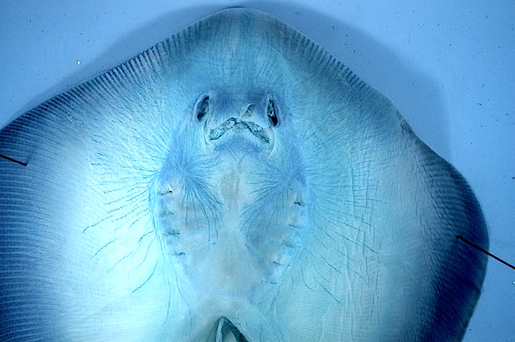 A preserved specimen of the Atlantic stingray, Dasyatis sabina. The ray is stained to show its electrosensory organs. 