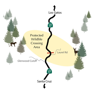 Situated two miles from the summit of Highway 17, a survey of all the available places to build a tunnel showed that Laurel Curve has the most animals trying to cross the highway. 