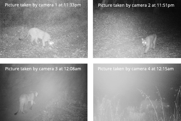 Wildlife cameras capture a  puma in 2014 walking the length of the corridor then turning around at the highway - exactly where the land trust plans to build the wildlife tunnel. 