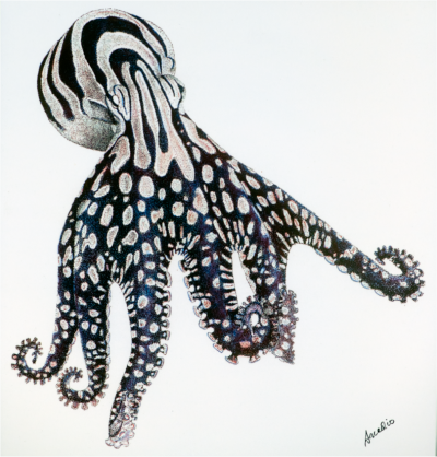 A painting by Rodaniche of the larger Pacific striped octopus.