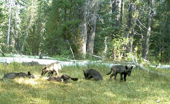The newly named "Shasta pack" as photographed by a remote camera.