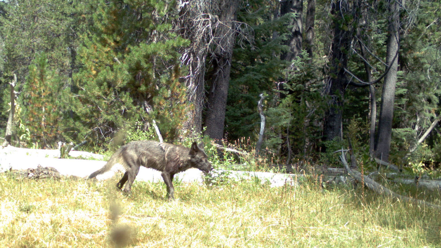 One of the wolves in the newly dubbed "Shasta pack."