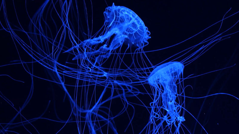 The long tentacles that stream behind many jellyfish are lined with billions of specialized stinging cells called nematocysts.