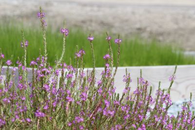 The new marsh will be beautiful as well as functional. California loosestrife (Lythrum californicum) is one of the native plants grown for the project.