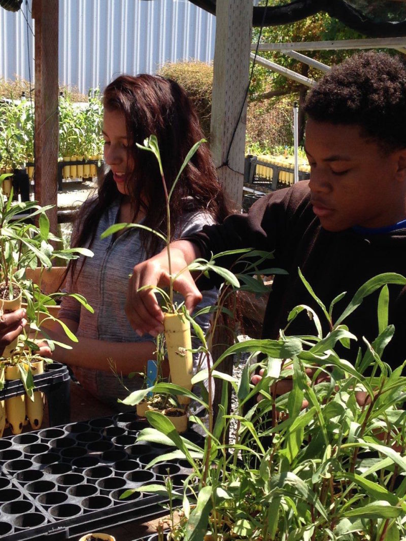 Teen volunteers from EBRPD's "Teen EcoAction" lend a hand transplanting native marsh plants at Save the Bay's nursery in Oakland.