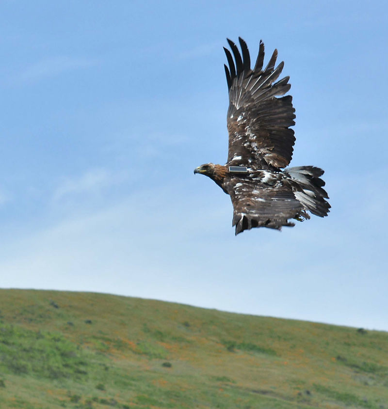 Biologists are studying golden eagles in the Altamont Pass by placing radio transmitters on them.