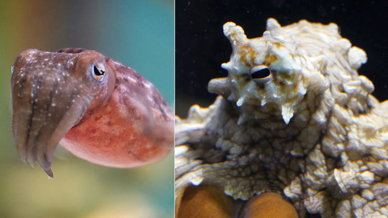 Cuttlefish and octopuses use closely packed chromatophores to match the color of their surroundings