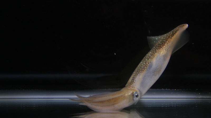 Market squid showing movement in once paralyzed chromatophores 