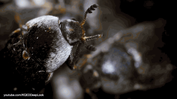 Dermestid Beetles/Flesh Eating Beetles  2000+  from Pikes Peak Bone Cleaning 