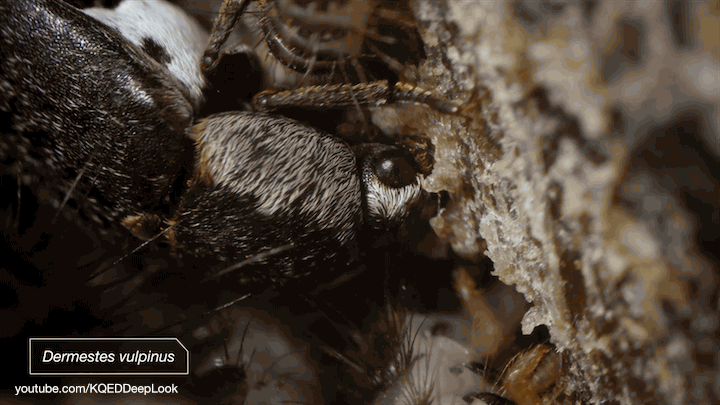 Dermestid Beetles/Flesh Eating Beetles  2000+  from Pikes Peak Bone Cleaning 