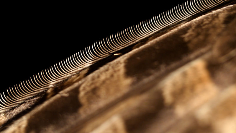 Feathers on the leading edge of an owl's wing