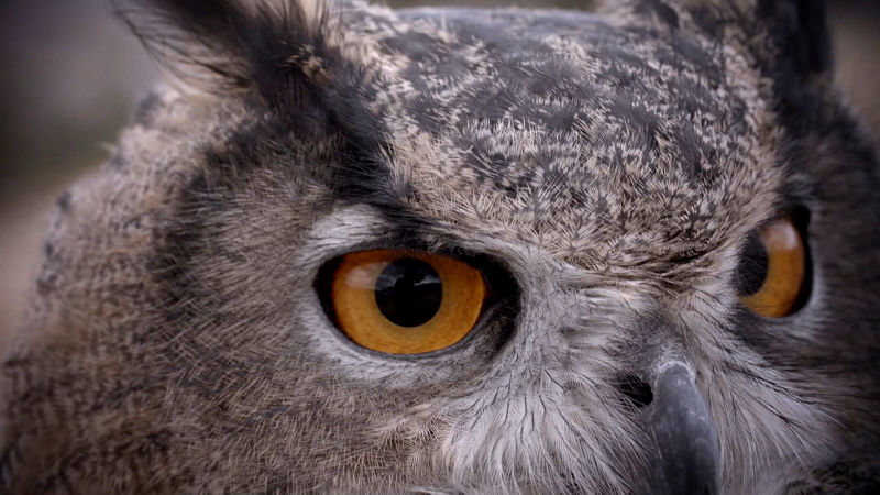 Owls are ambush predators, relying on stealth to catch their prey