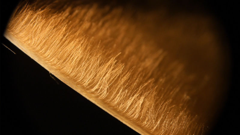 A fine velvet texture covers the tops of owl flight feathers, seen here in cross section. 